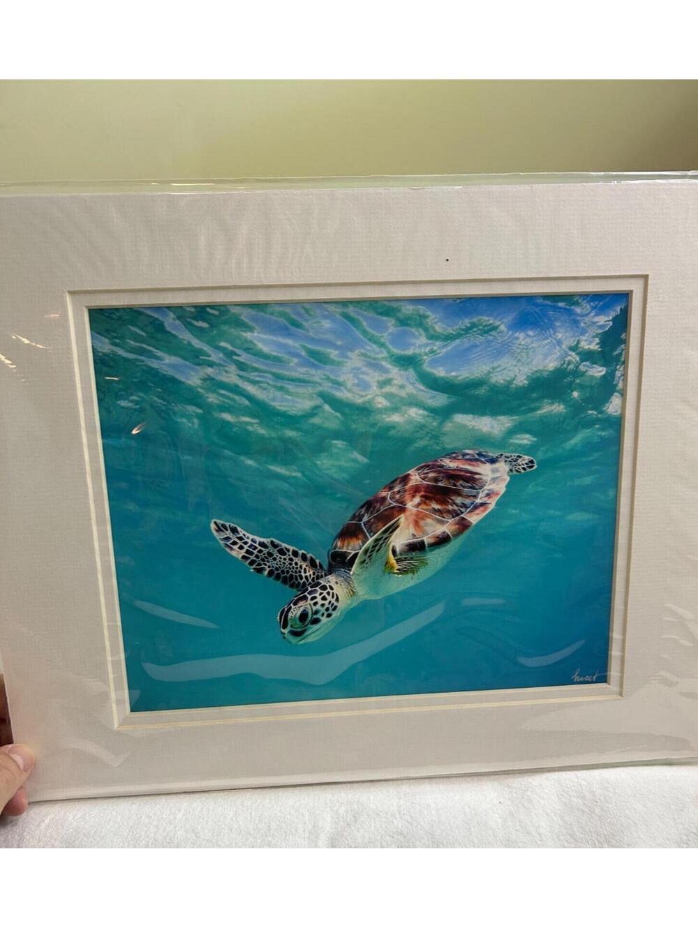 Hawaii Green Sea Turtle Matted Art Print Under Water Ocean Beach Coastal Decor